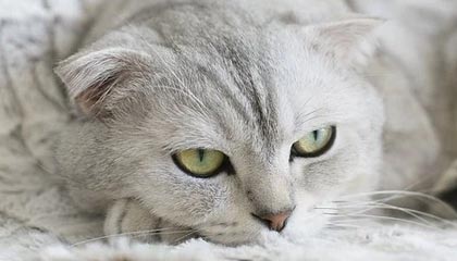 郑钦文、苏炳添等运动员亮相天安门广场，均受邀参加九三阅兵盛典